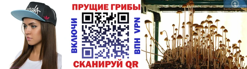 Галлюциногенные грибы GOLDEN TEACHER  Купить закладки  Каменск-Уральский 